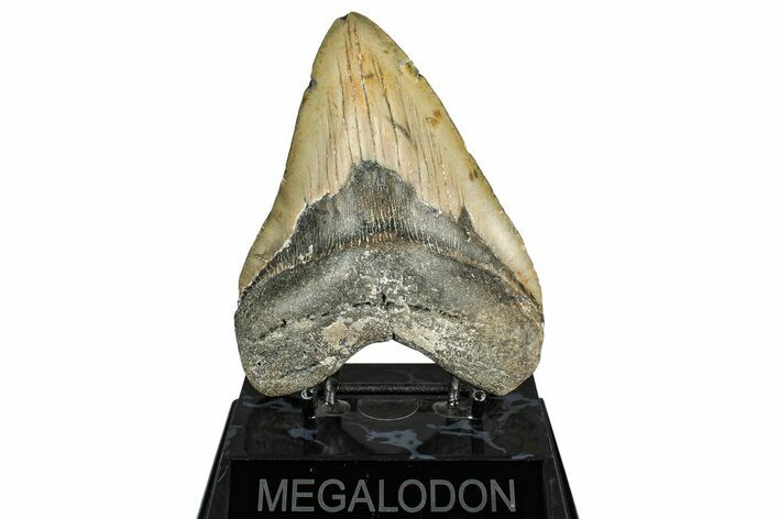 Fossil Megalodon Tooth - North Carolina #351727